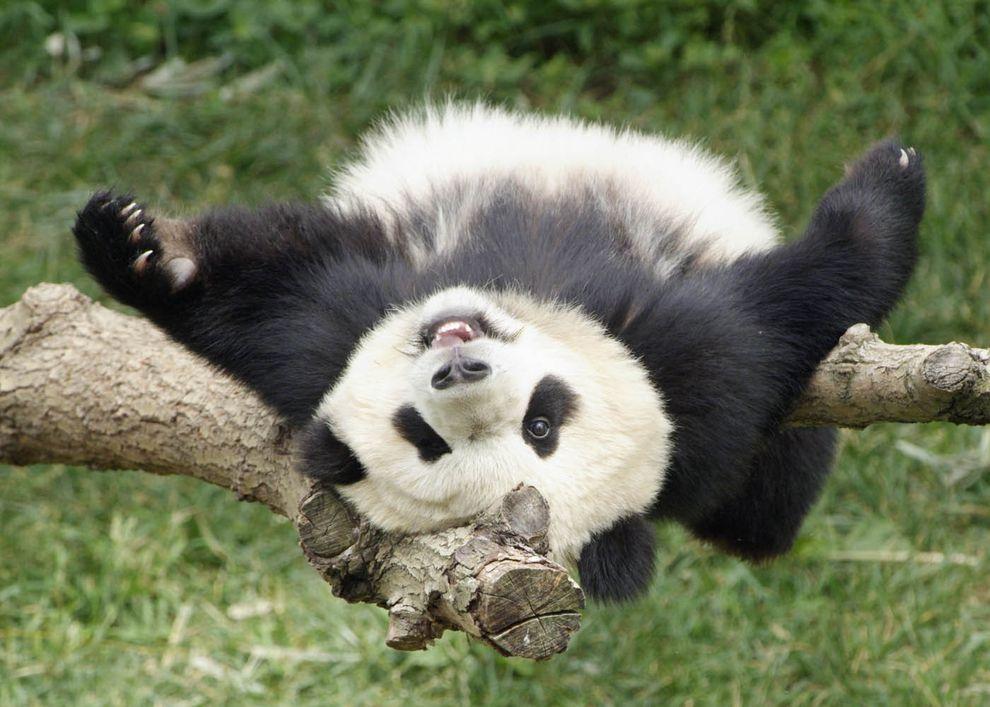 pandas01 Самые милые и забавные панды
