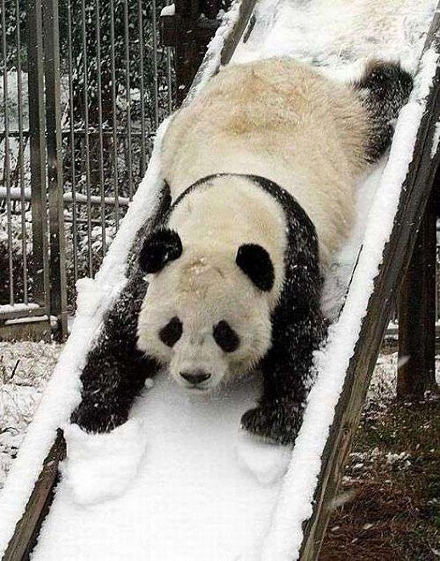 pandas02 Самые милые и забавные панды