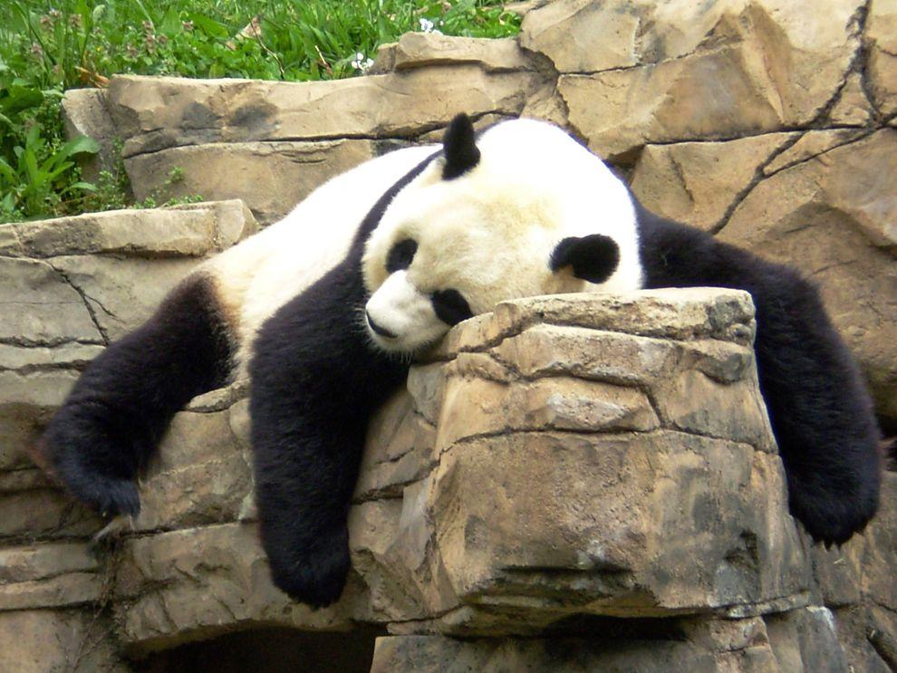 pandas03 Самые милые и забавные панды