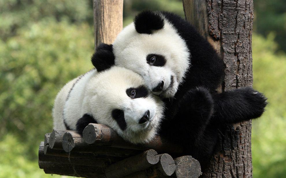pandas05 Самые милые и забавные панды