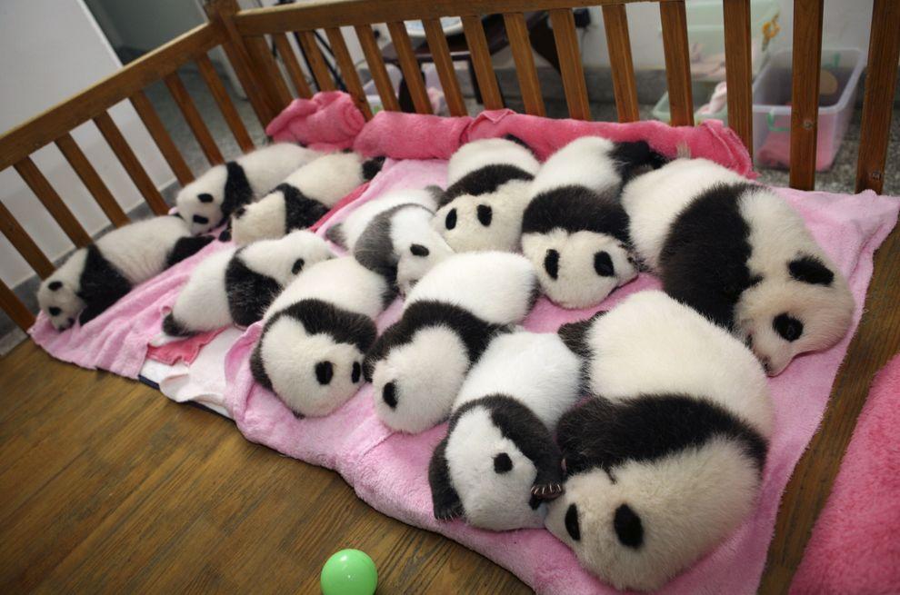 pandas07 Самые милые и забавные панды