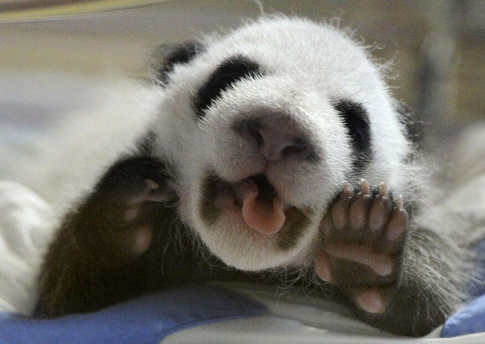 pandas08 Самые милые и забавные панды