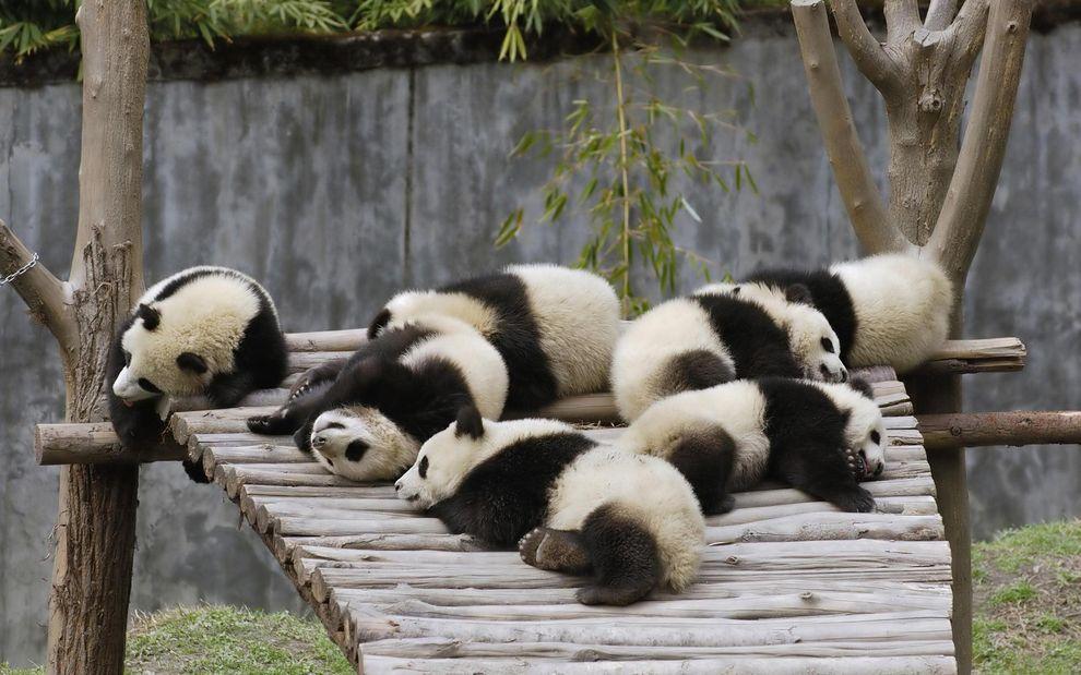 pandas09 Самые милые и забавные панды