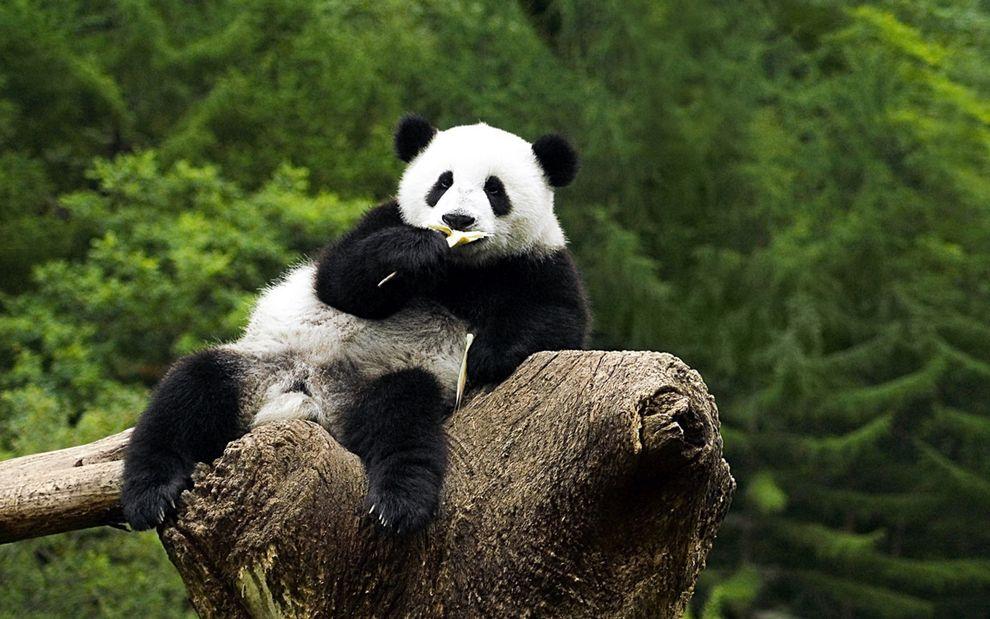 Wallpapers Bears Pandas Animals.