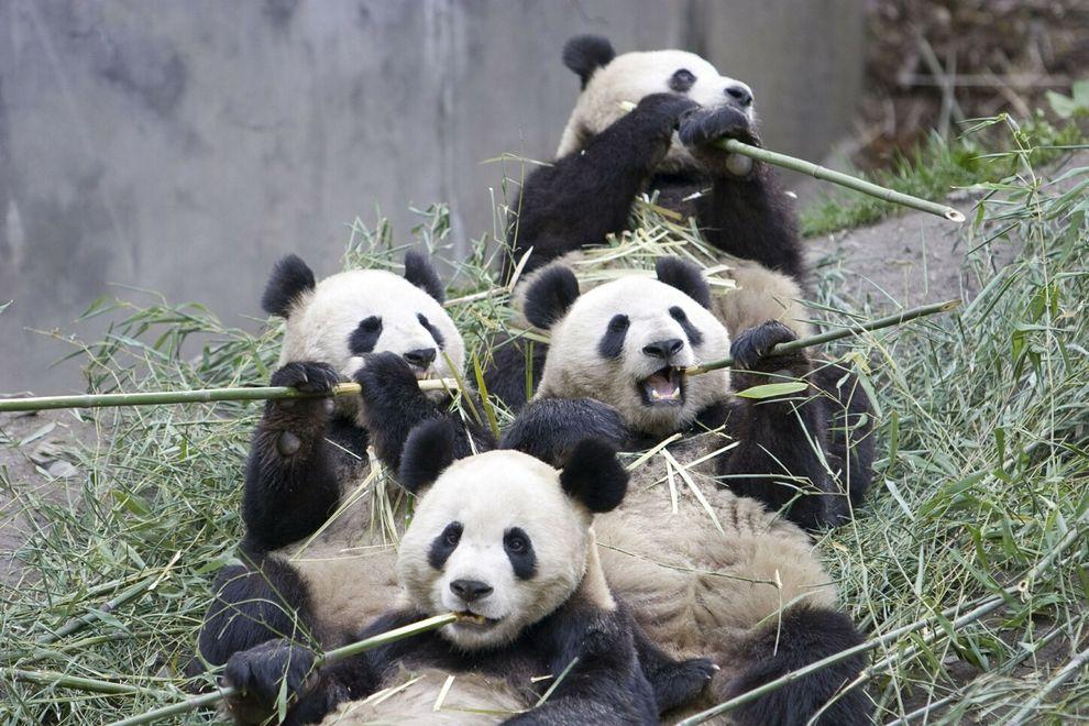 pandas11 Самые милые и забавные панды