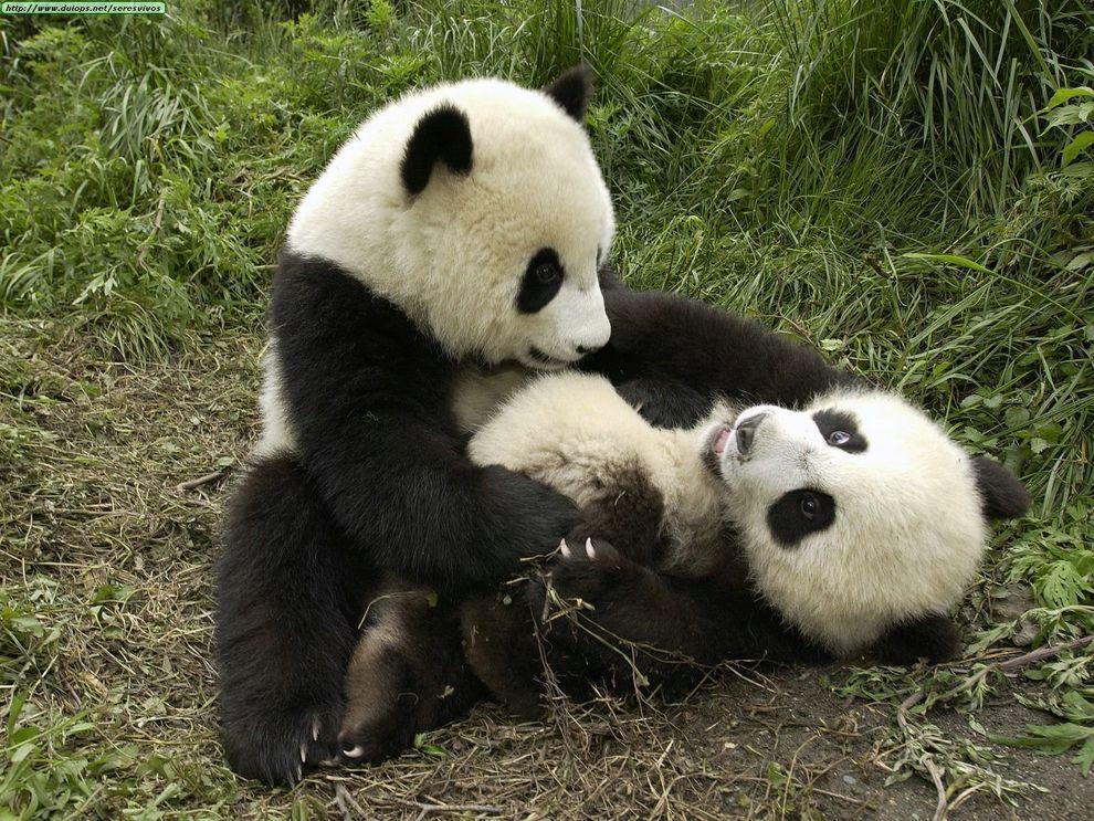 pandas13 Самые милые и забавные панды
