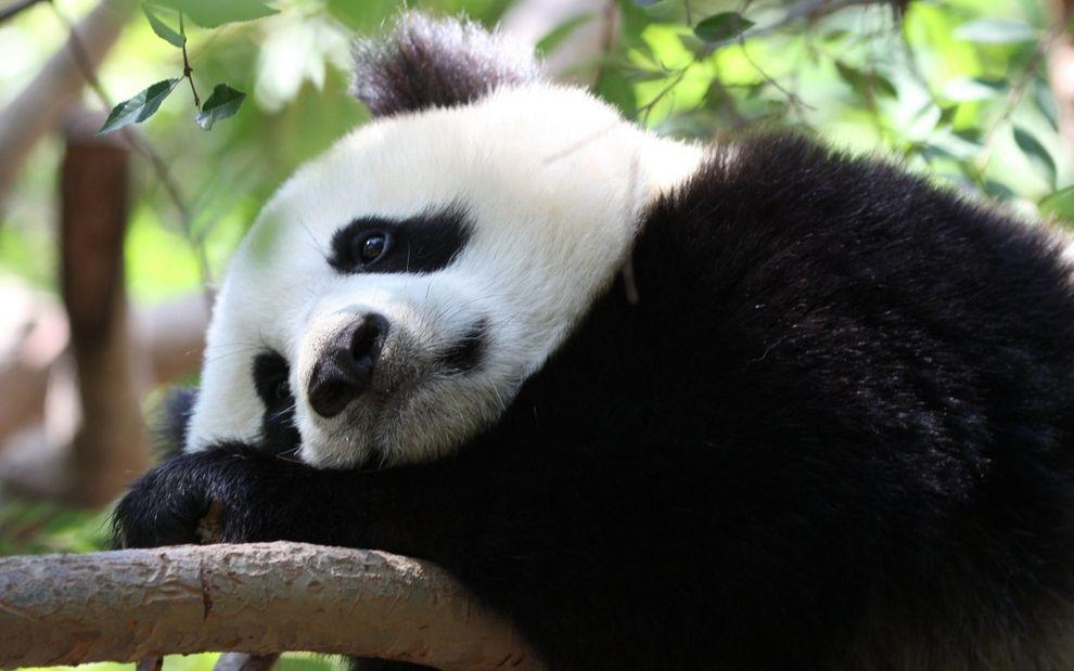 pandas14 Самые милые и забавные панды
