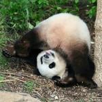 pandas15 800x6461 150x150 Как выращивают панд в провинции Сычуань