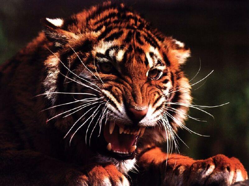 tiger0 5 способов выражения животными человеческих эмоций