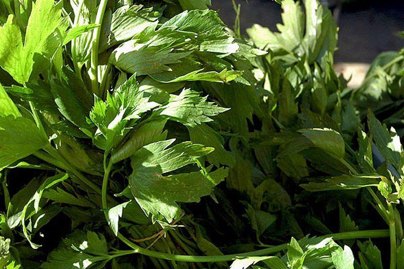HerbalTea09 10 лучших травяных чаев для похудения
