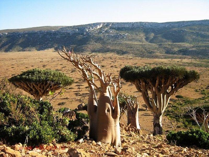 Socotra10 Удивительный остров Сокотра