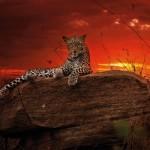  Потрясающие африканские закаты от Пола Гольдштейна