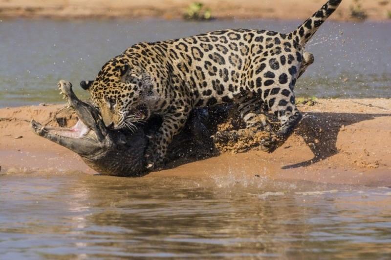 jaguar02 800x533 Ягуар против крокодила   кто кого?