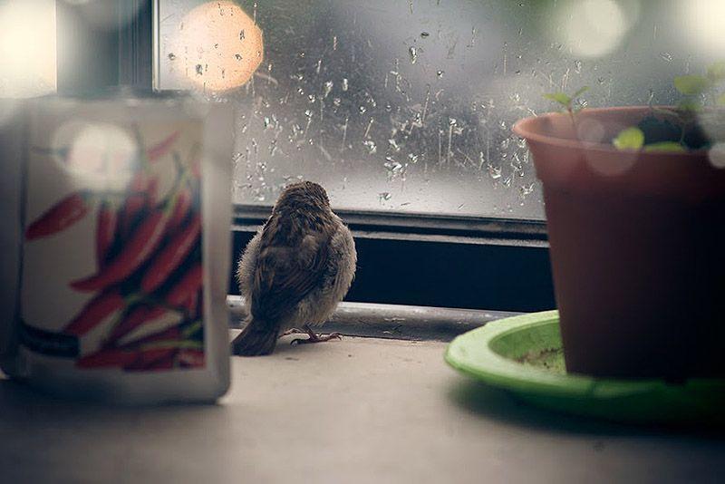 sparrow01 История о птенце воробья и человеческой доброте
