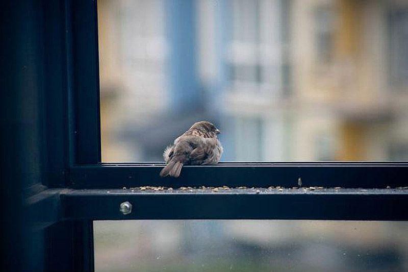 sparrow09       