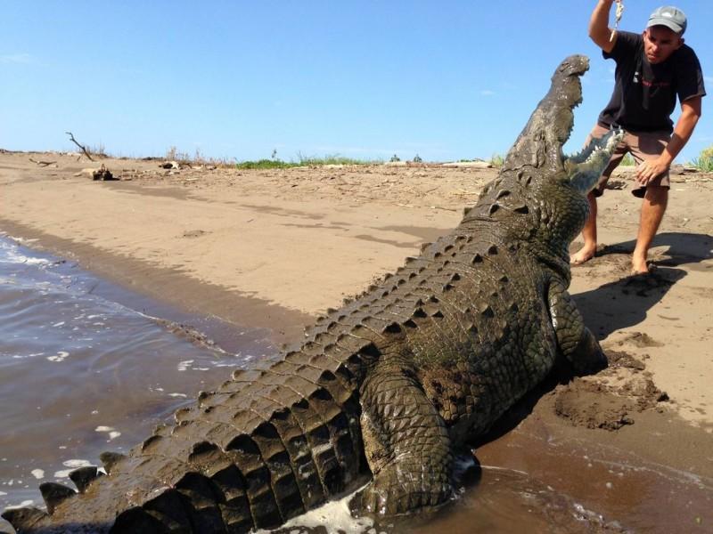 Croco01 800x600 Заклинатель крокодилов из Коста Рики