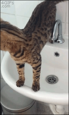 CuriousCats02 Слишком любопытные кошки