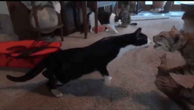 CuriousCats06 Слишком любопытные кошки