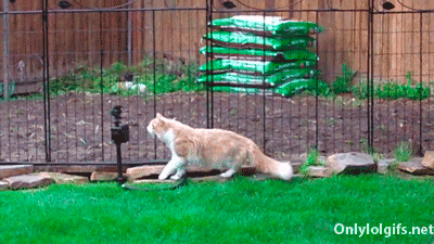CuriousCats21 Слишком любопытные кошки