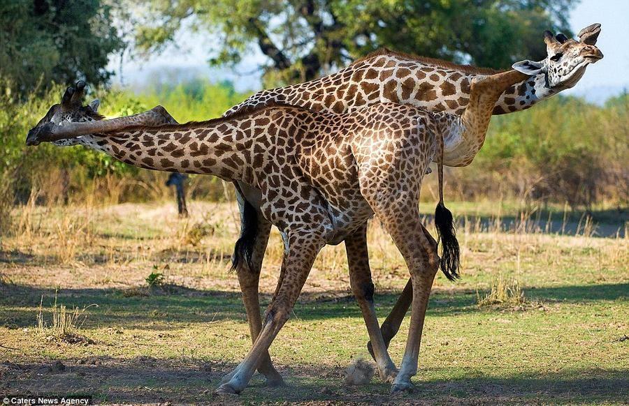 Giraffes01 Страстное танго в исполнении жирафов