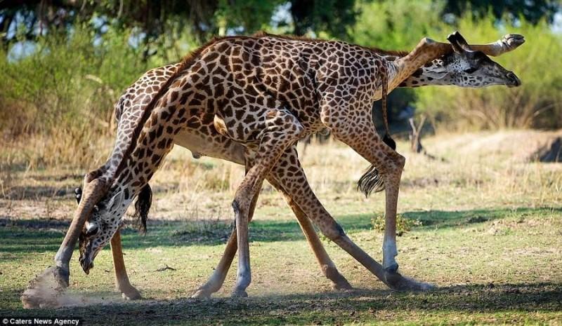 Giraffes02 800x465 Страстное танго в исполнении жирафов