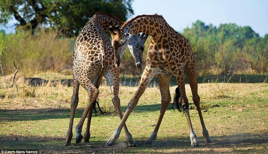 Giraffes03 Страстное танго в исполнении жирафов