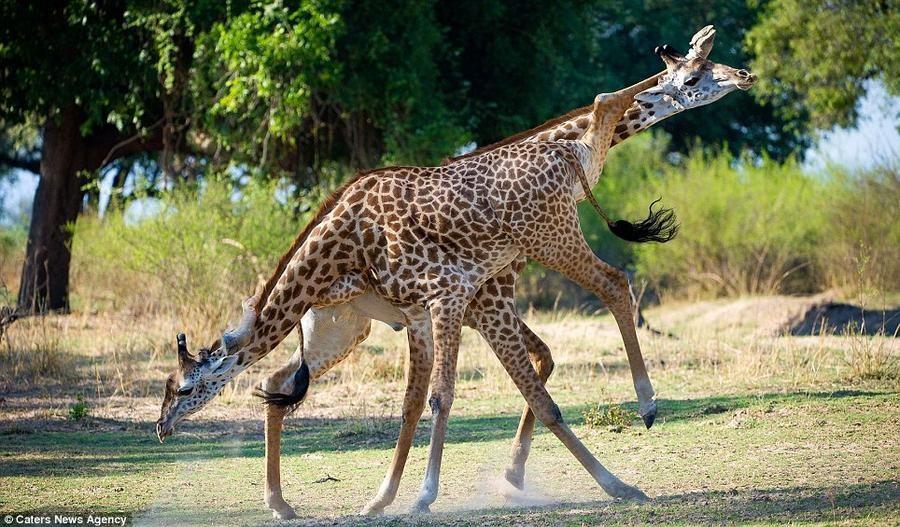 Giraffes04 Страстное танго в исполнении жирафов