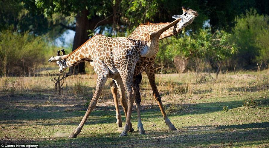 Giraffes05 Страстное танго в исполнении жирафов