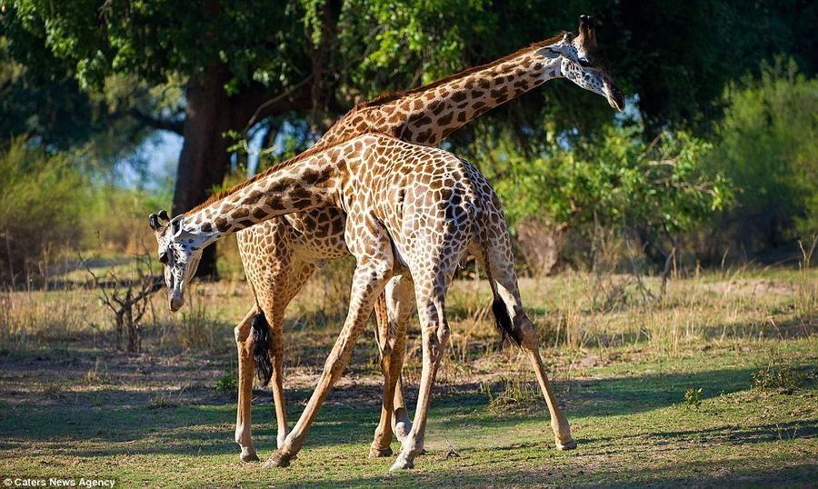 Giraffes06 Страстное танго в исполнении жирафов