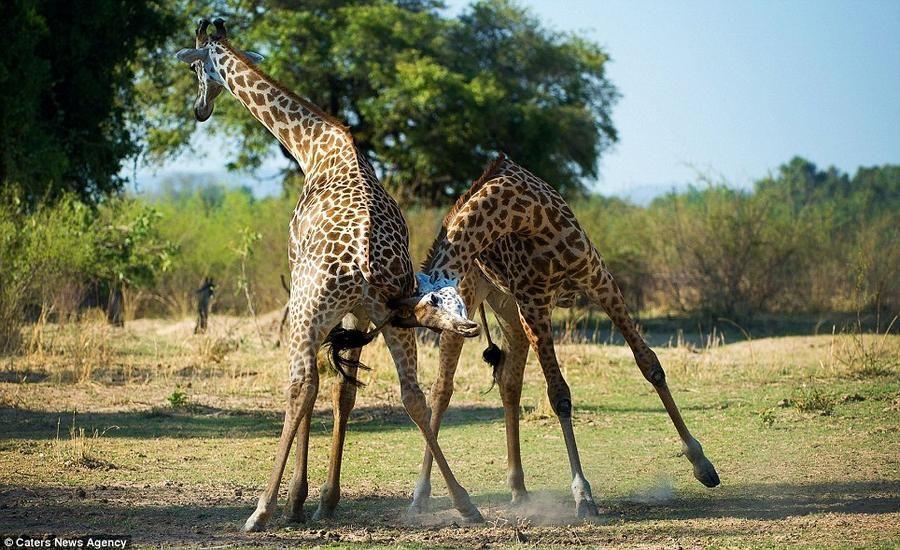 Giraffes07 Страстное танго в исполнении жирафов