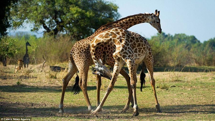 Giraffes08 Страстное танго в исполнении жирафов