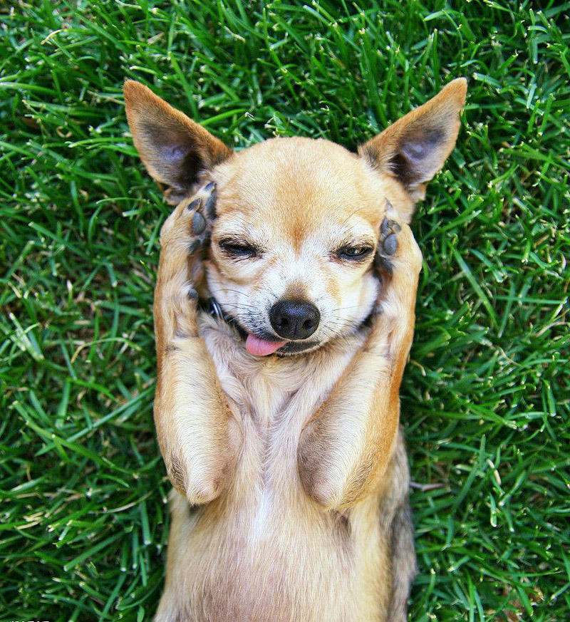dogsnfall01 16 cамых забавных осенних фотографий собачек