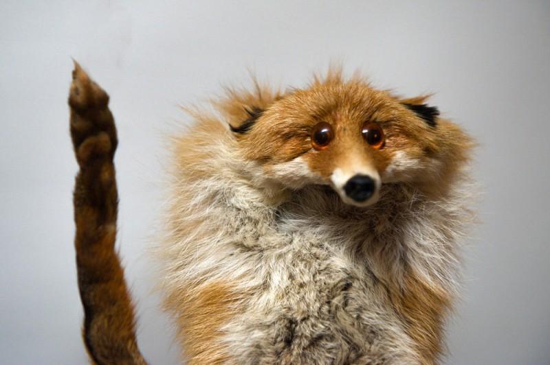 fox01 800x532 Привет защитникам животных – Лис