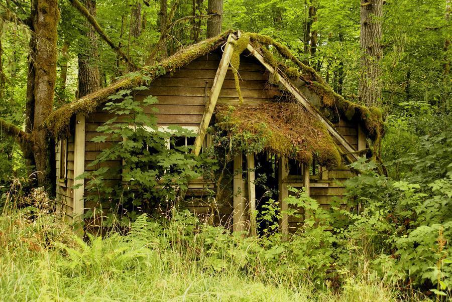 houseinwood15 Самые красивые дома в лесу