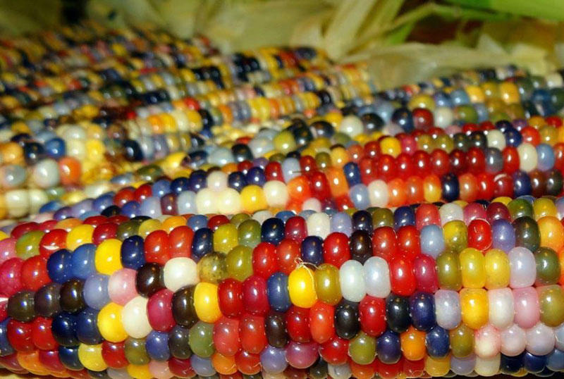 rainbowcorn01 Самая необычная кукуруза в мире