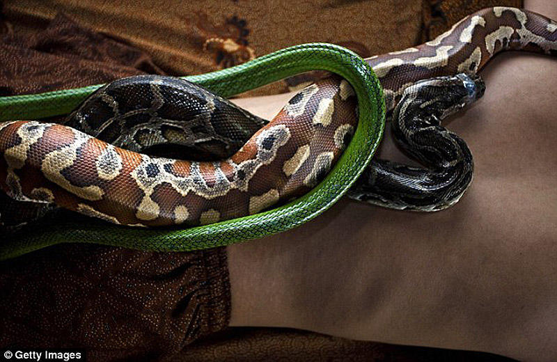 snakemassage06 Змеиный массаж