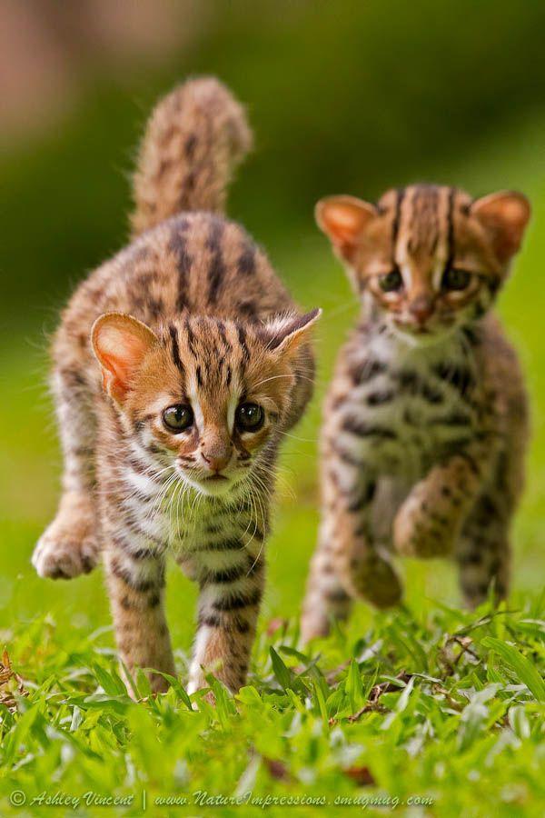 tinycats08 Лапочки львята и бенгальские кошки