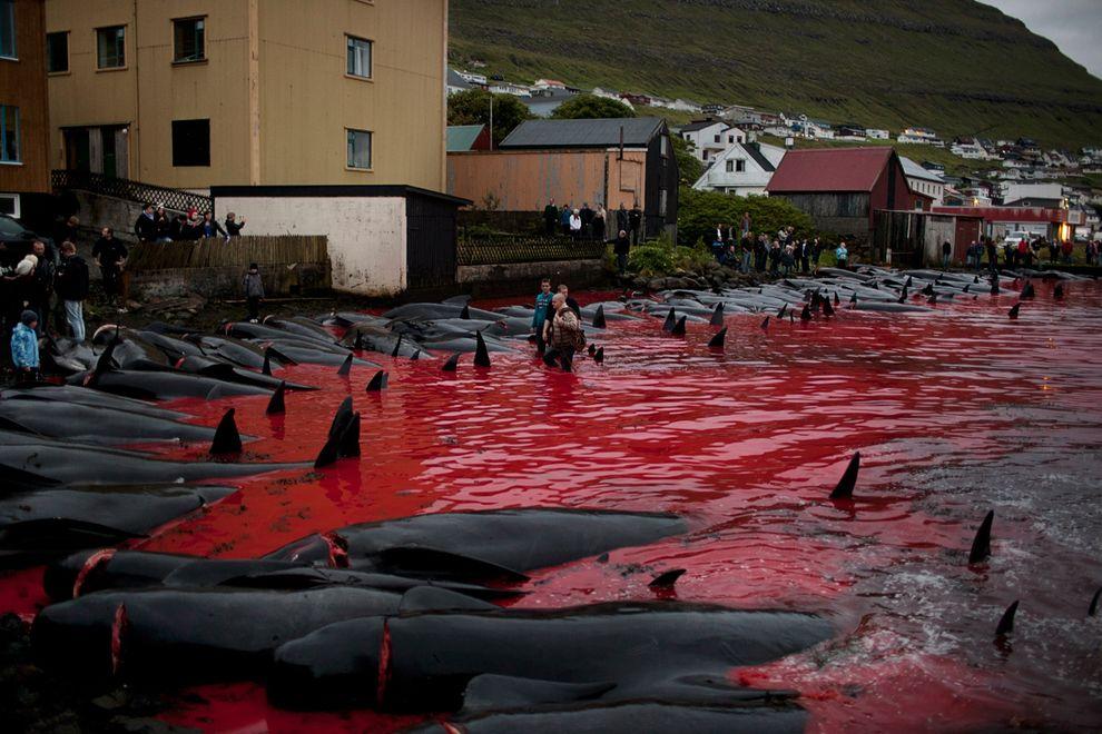WhaleKill01 Житель Фарерских островов пытается оправдать жестокость убийства китов