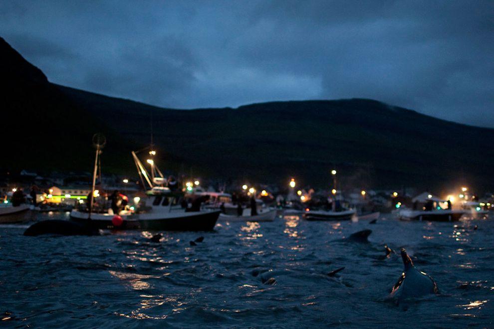 WhaleKill03 Житель Фарерских островов пытается оправдать жестокость убийства китов