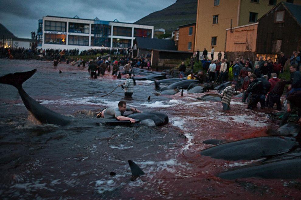 WhaleKill05 Житель Фарерских островов пытается оправдать жестокость убийства китов
