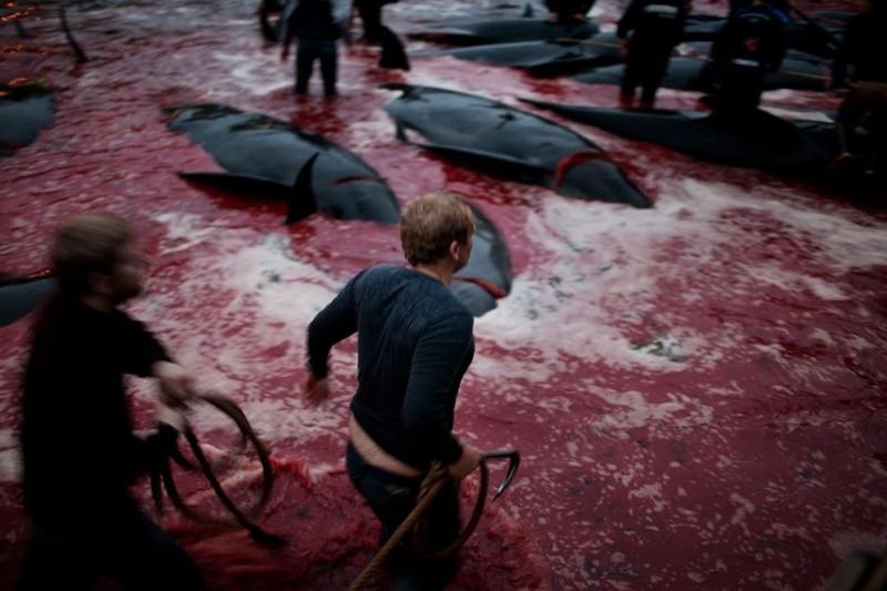 WhaleKill06 800x533 Житель Фарерских островов пытается оправдать жестокость убийства китов