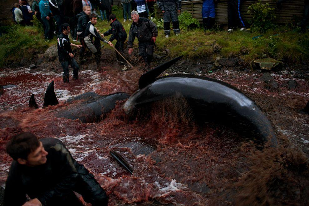 WhaleKill08 Житель Фарерских островов пытается оправдать жестокость убийства китов