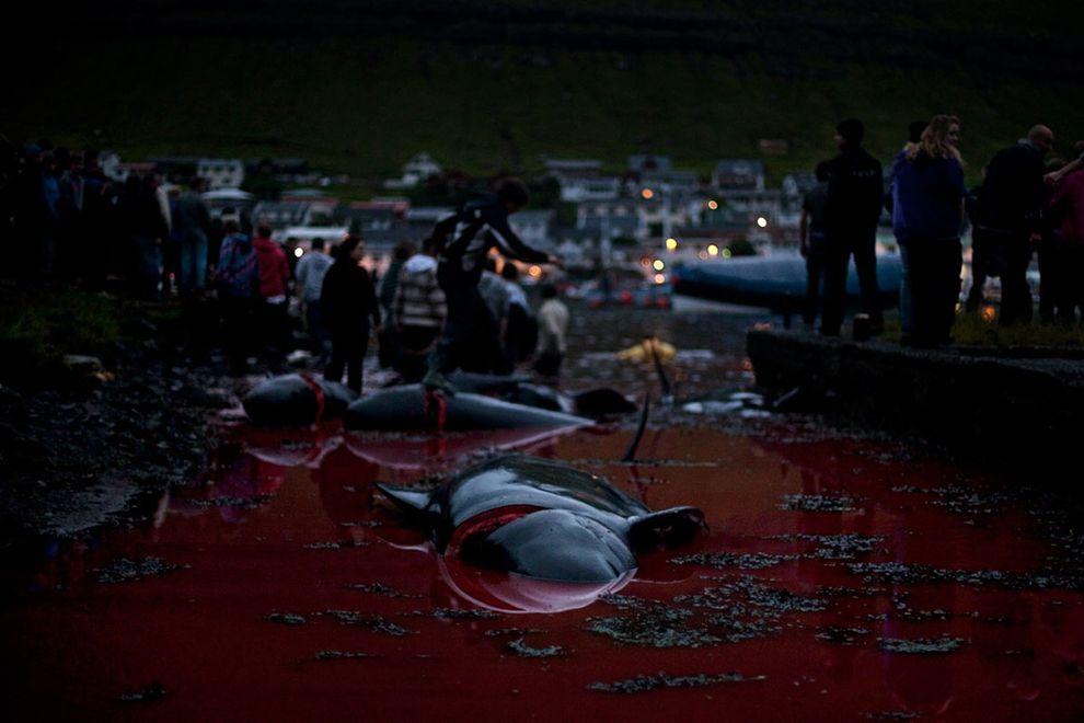 WhaleKill11 Житель Фарерских островов пытается оправдать жестокость убийства китов