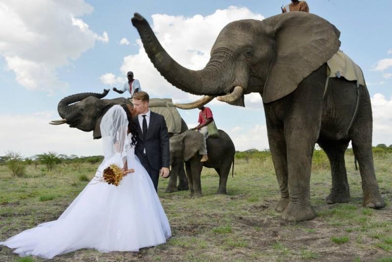 afrowedding01 800x534 Экстраординарная сафари свадьба в Зимбабве