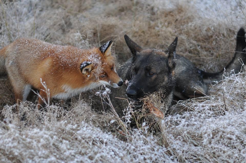 Невозможная дружба: лиса и охотничий пёс - фото 2