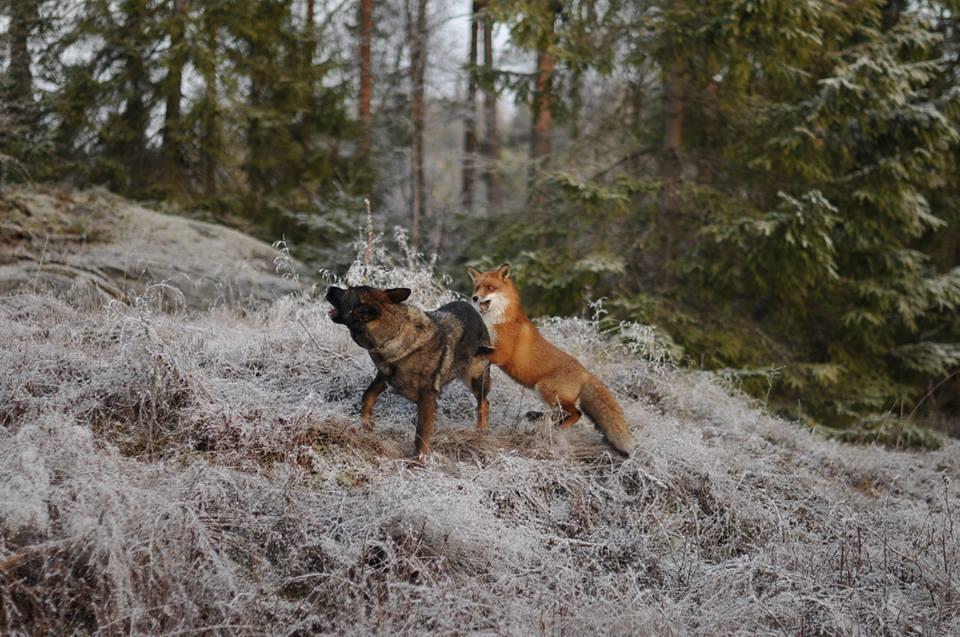 Невозможная дружба: лиса и охотничий пёс - фото 3