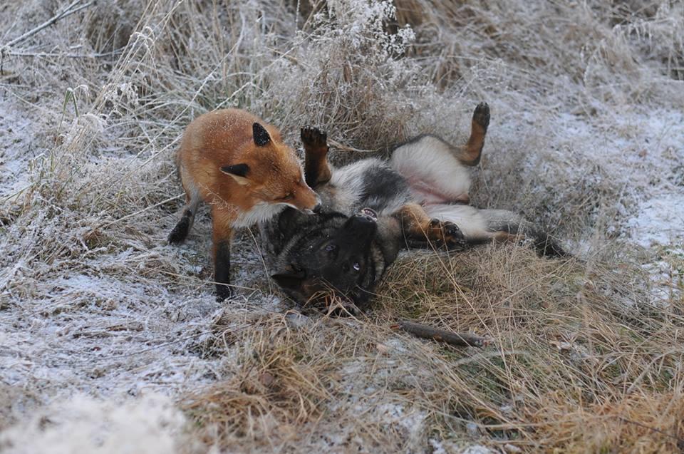 Невозможная дружба: лиса и охотничий пёс - фото 4