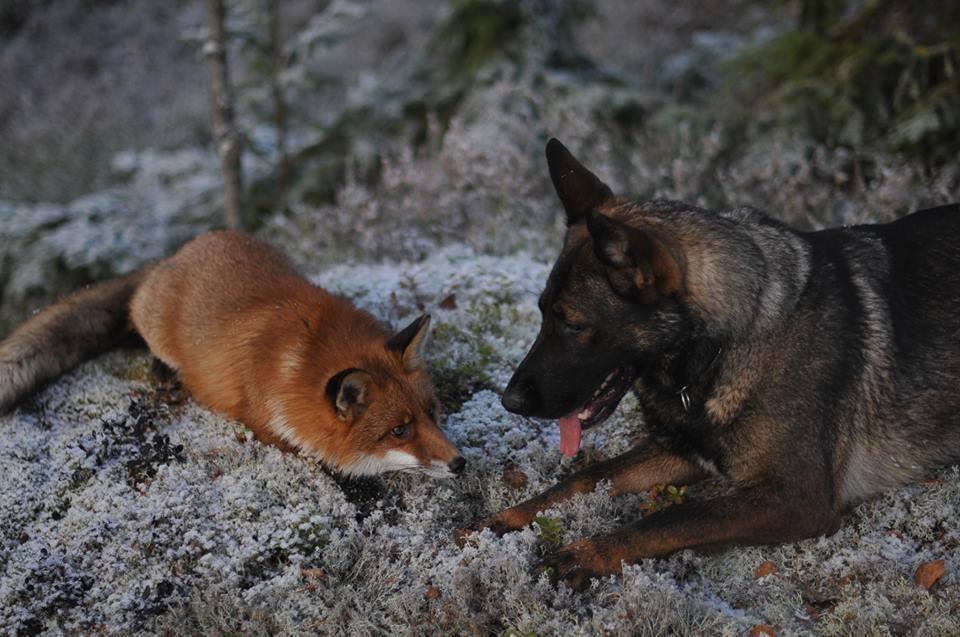 Невозможная дружба: лиса и охотничий пёс - фото 6