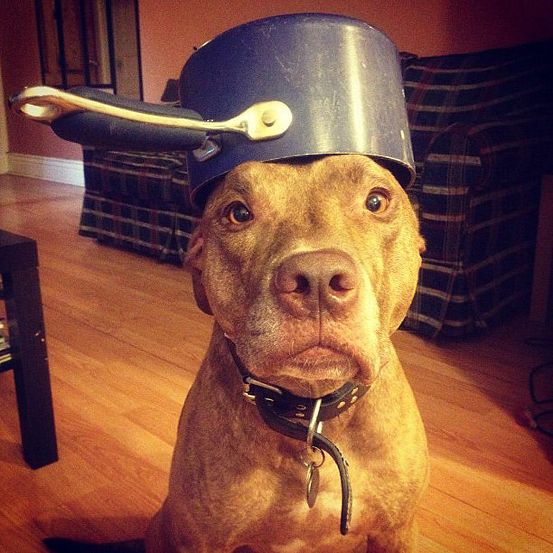 stuffonscoutshead15 Скаут – собака с ерундой на голове