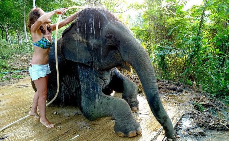 washingelephant28 800x494 Как научиться мыть слона